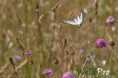 /album/galleria-foto-fotografia-naturalistica/mg-6108-megapixel-1200px-jpg/